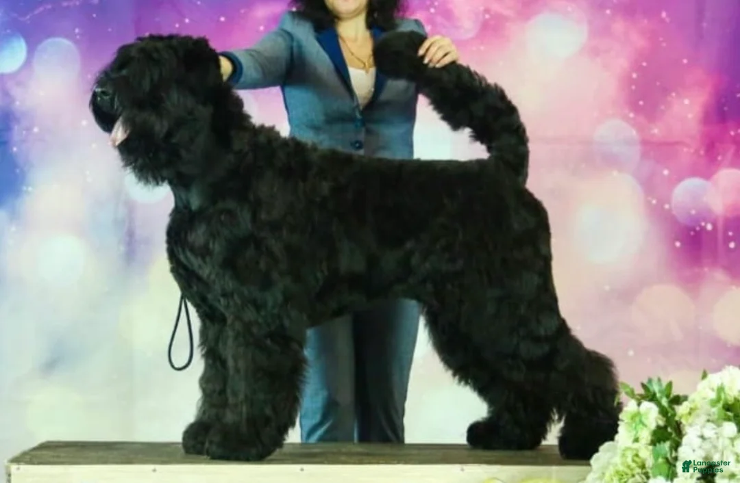 Black Russian Terrier dogs for sale: Black Russian Terrier Puppy 1 - Ad 6