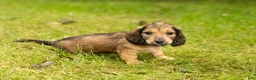 Miniature Dachshund dogs for sale: Silas  - Ad 4
