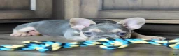 French Bulldog dogs for sale: Maples - Ad 5