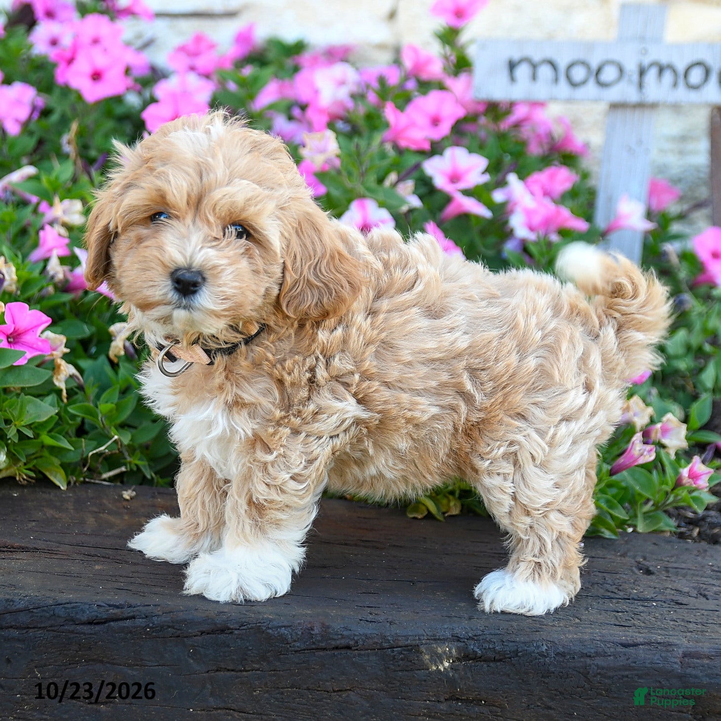 Maltipoo dogs for sale: Flopsy - Ad 2