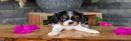 Cavalier King Charles Spaniel dogs for sale: Luna - Ad 13