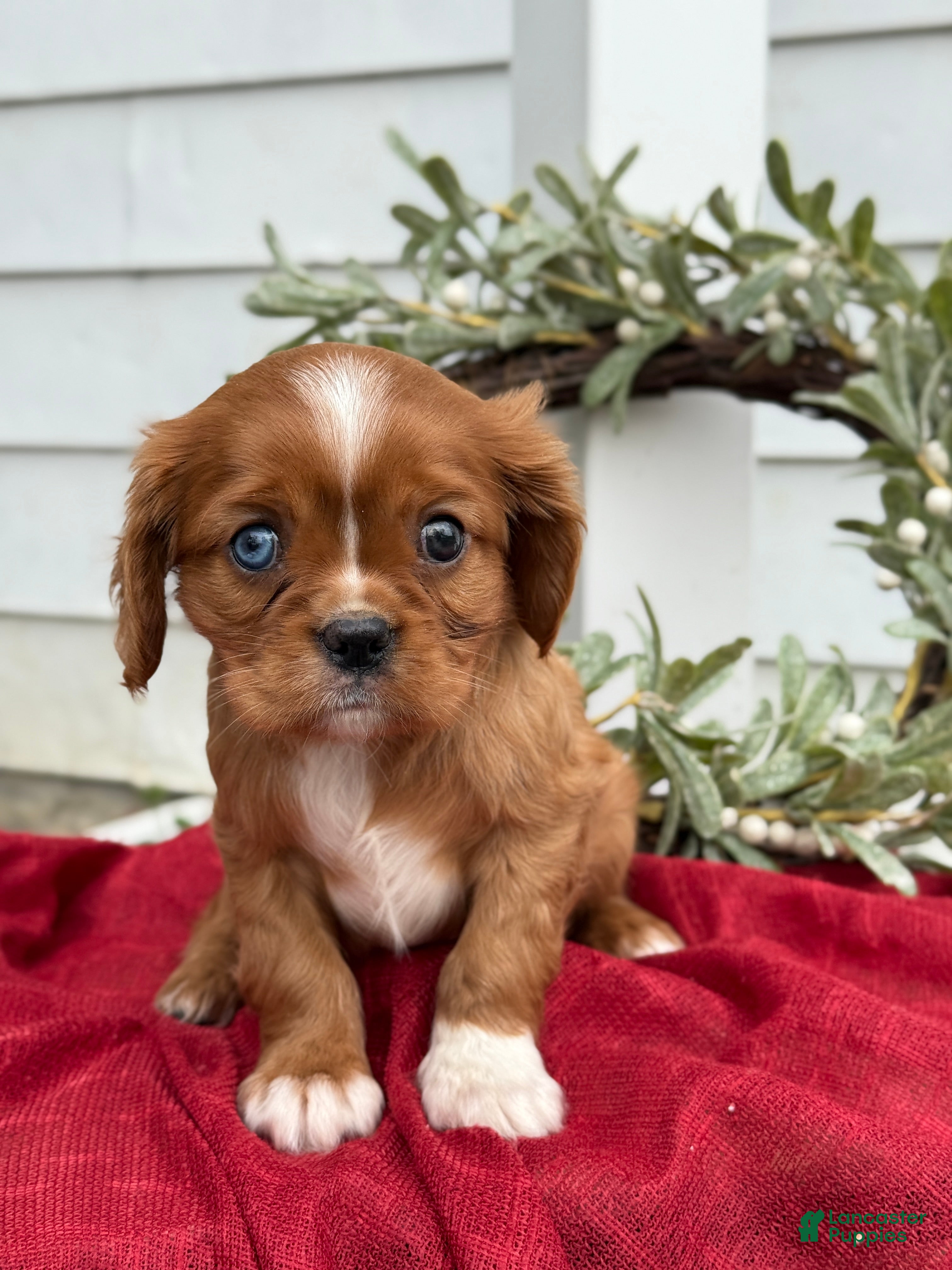Cavalier King Charles Spaniel dogs Otis - Ad 37
