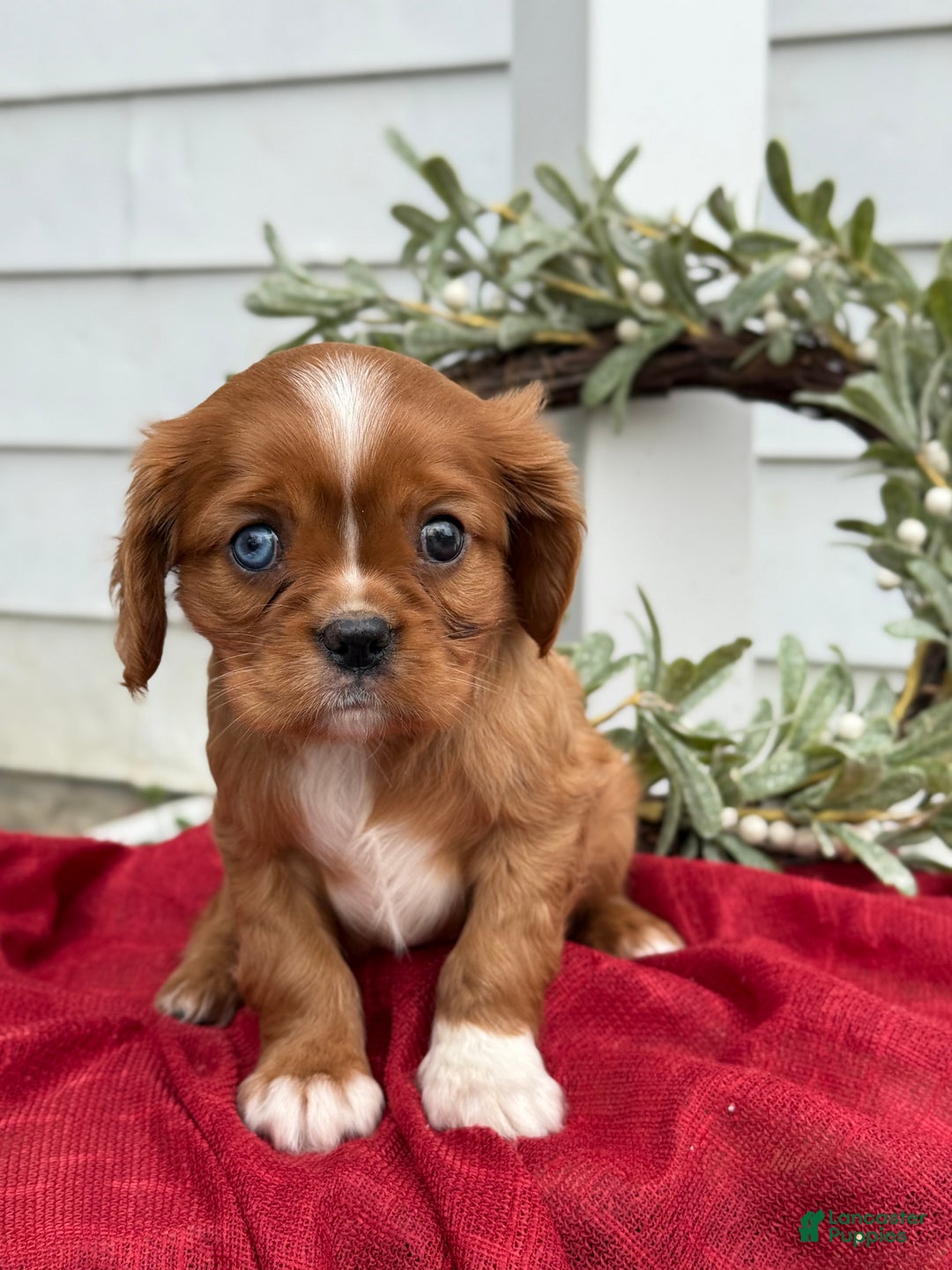 Cavalier King Charles Spaniel dogs for sale: Otis - Ad 1