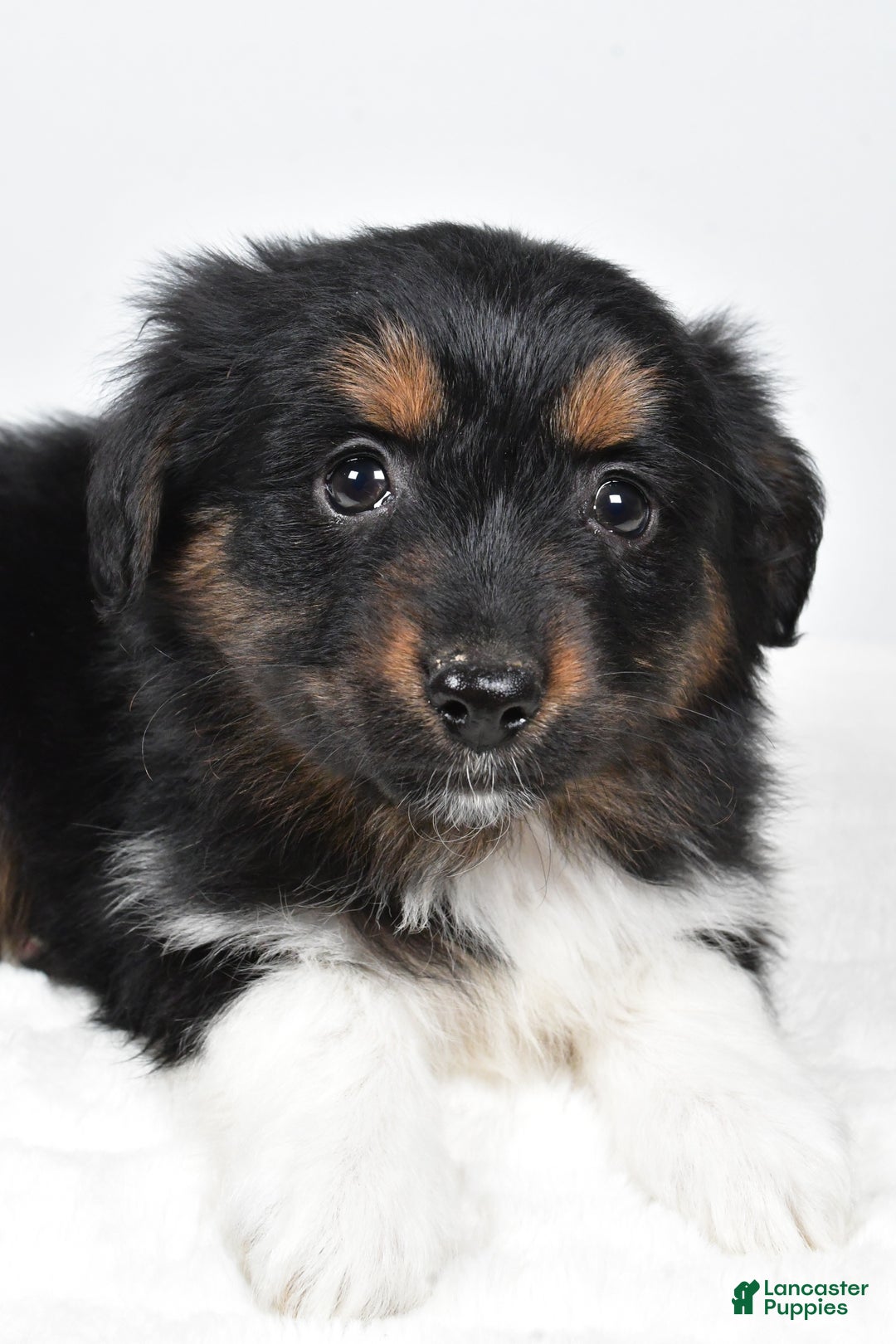 Miniature Australian Shepherd dogs for sale: Randal - Ad 6