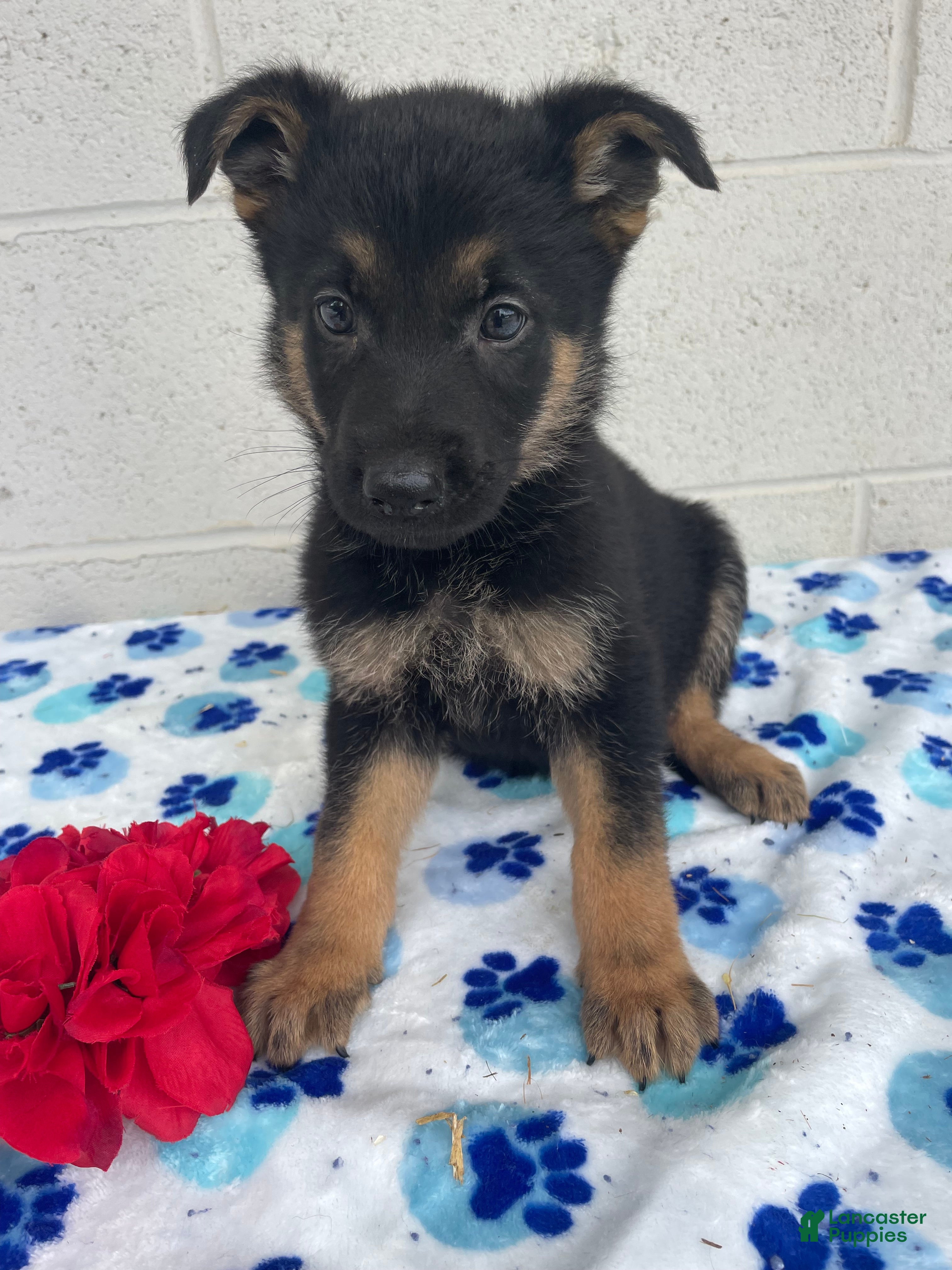 German Shepherd dogs Piper - Ad 31