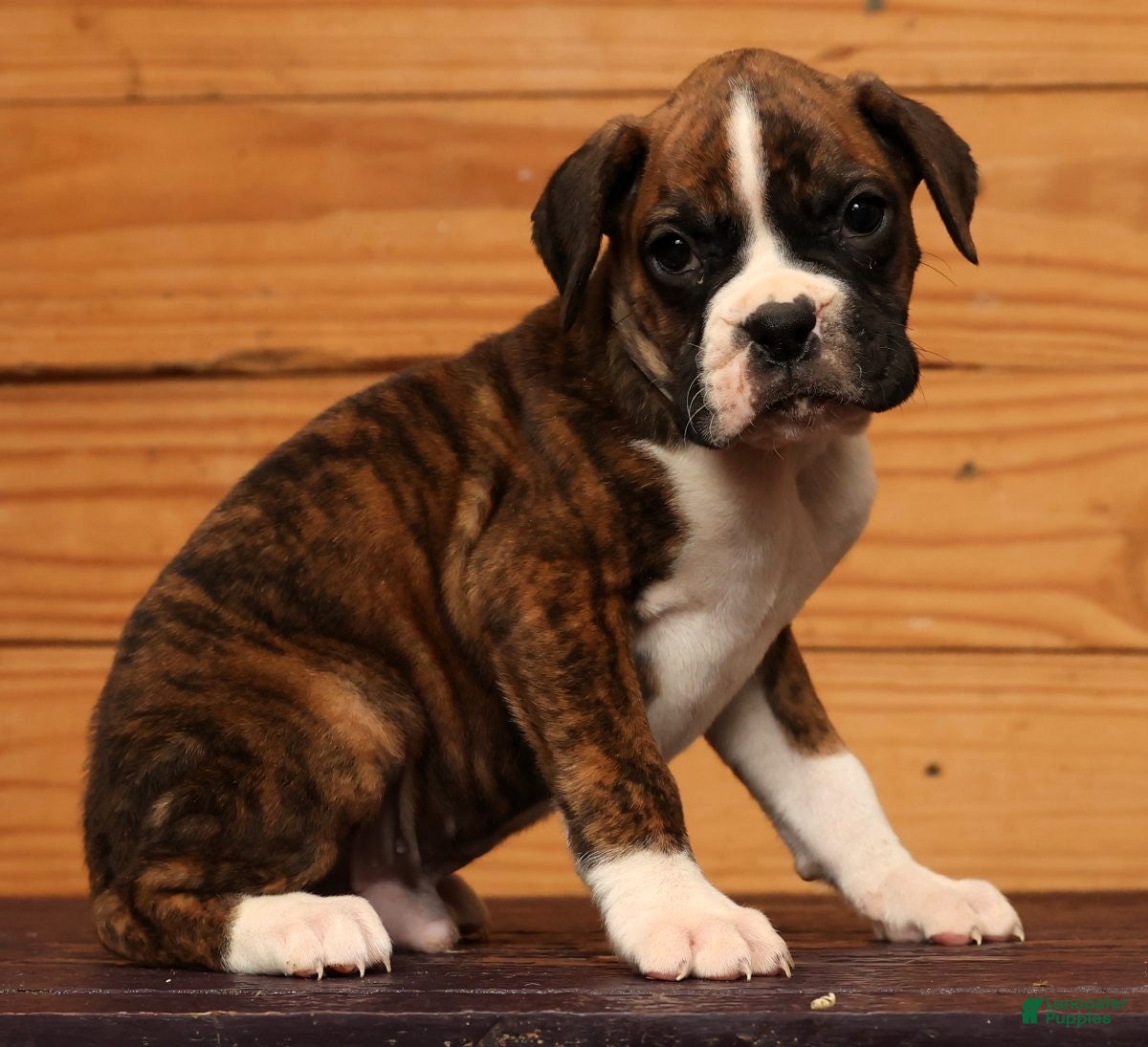 Boxer dogs Cloudy - Ad 2