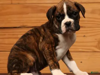 Boxer dogs Cloudy - Ad 5
