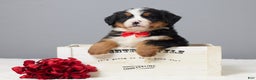 Bernese Mountain Dog dogs for sale: Frost - Ad 5