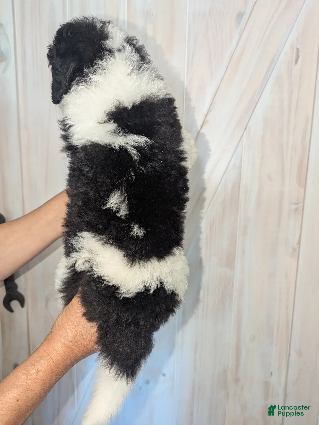 Mixed Breed dogs for sale: Diego - Ad 2