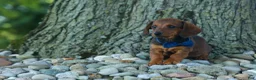 Miniature Dachshund dogs for sale: Hunter 💙🐾 - Ad 12