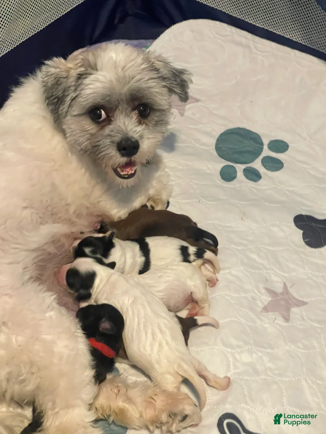 Mixed Breed dogs for sale: Mixed Breed Puppy 1 - Ad 6