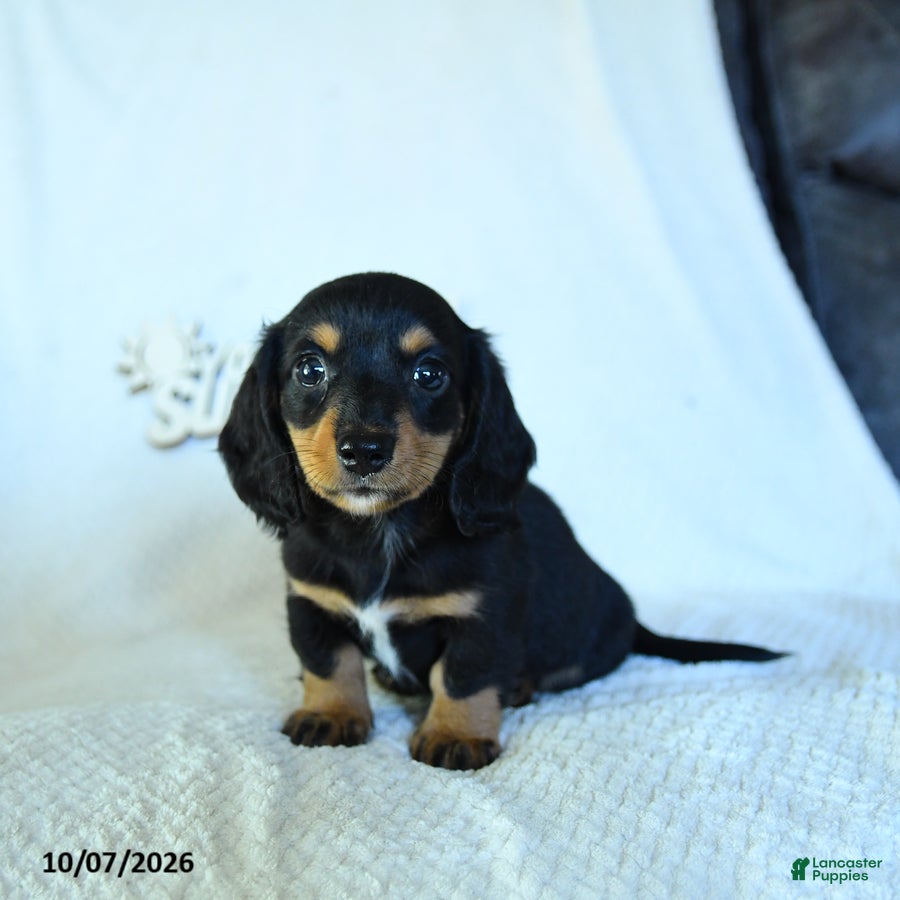 Miniature Dachshund dogs Calvin - Ad 2