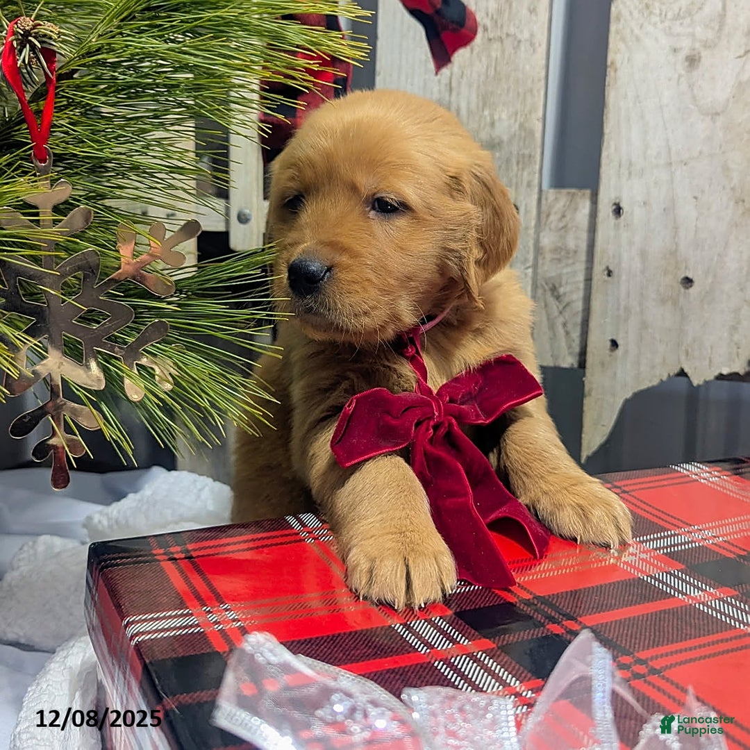 Golden Retriever dogs for sale: Twinkle - Ad 3