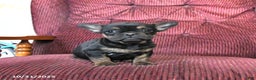 French Bulldog dogs for sale: Bandit - Ad 1