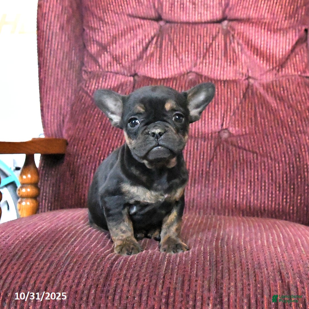 French Bulldog dogs for sale: Bandit - Ad 1