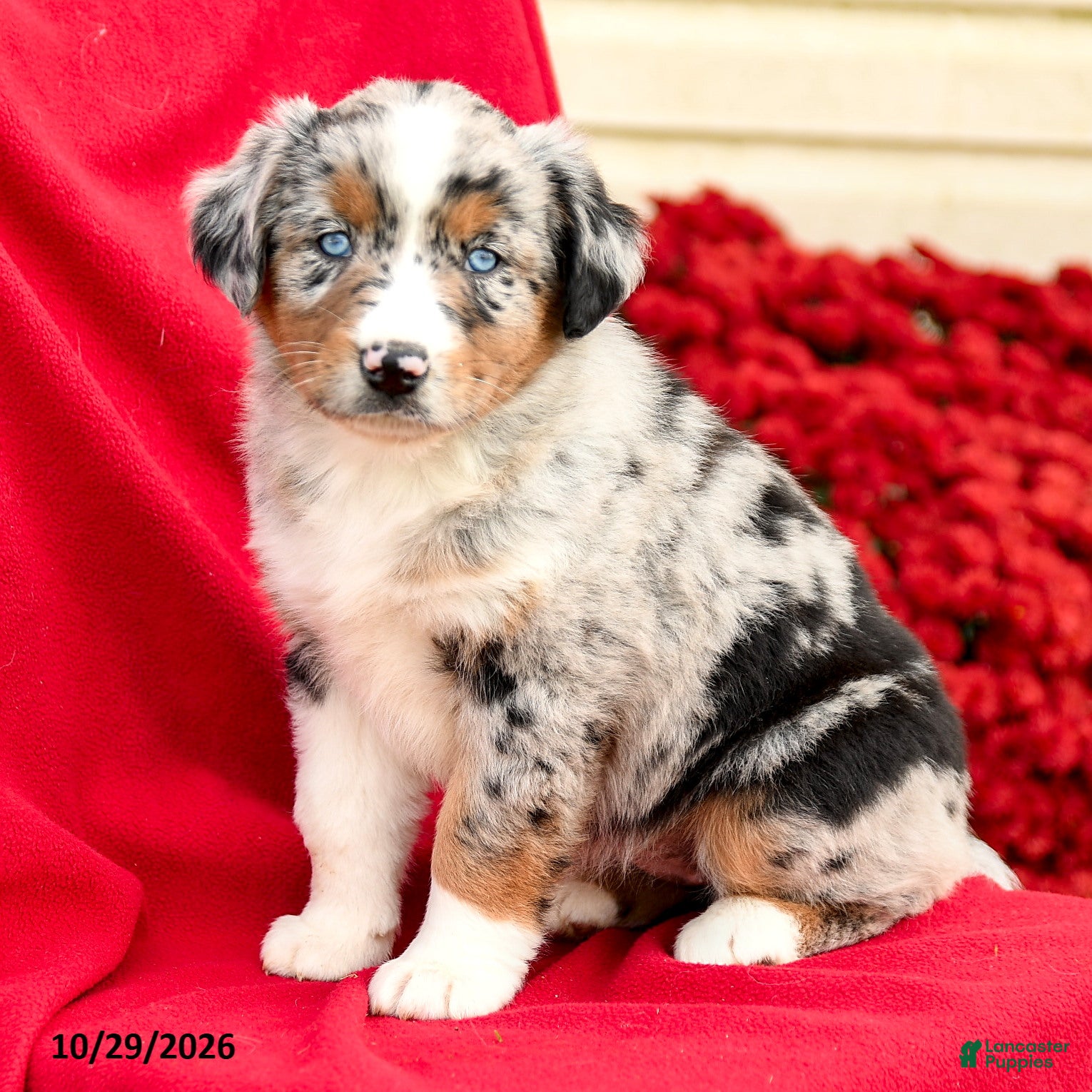 Australian Shepherd dogs for sale: Misty - Ad 1