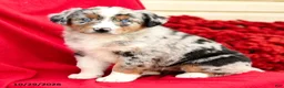 Australian Shepherd dogs for sale: Misty - Ad 1