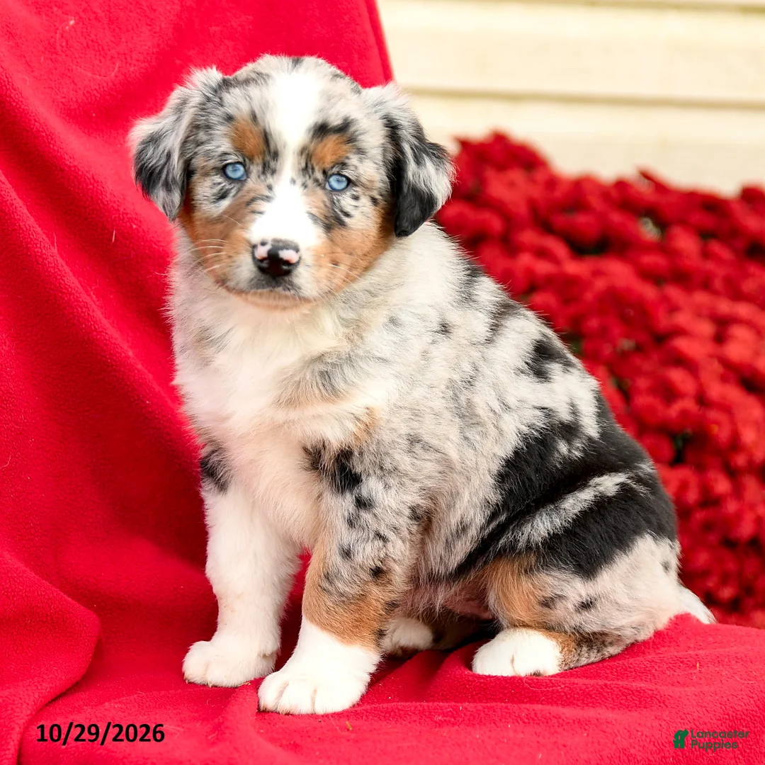 Australian Shepherd dogs for sale: Misty - Ad 1