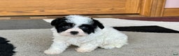 Havanese dogs for sale: Nathan - Ad 12