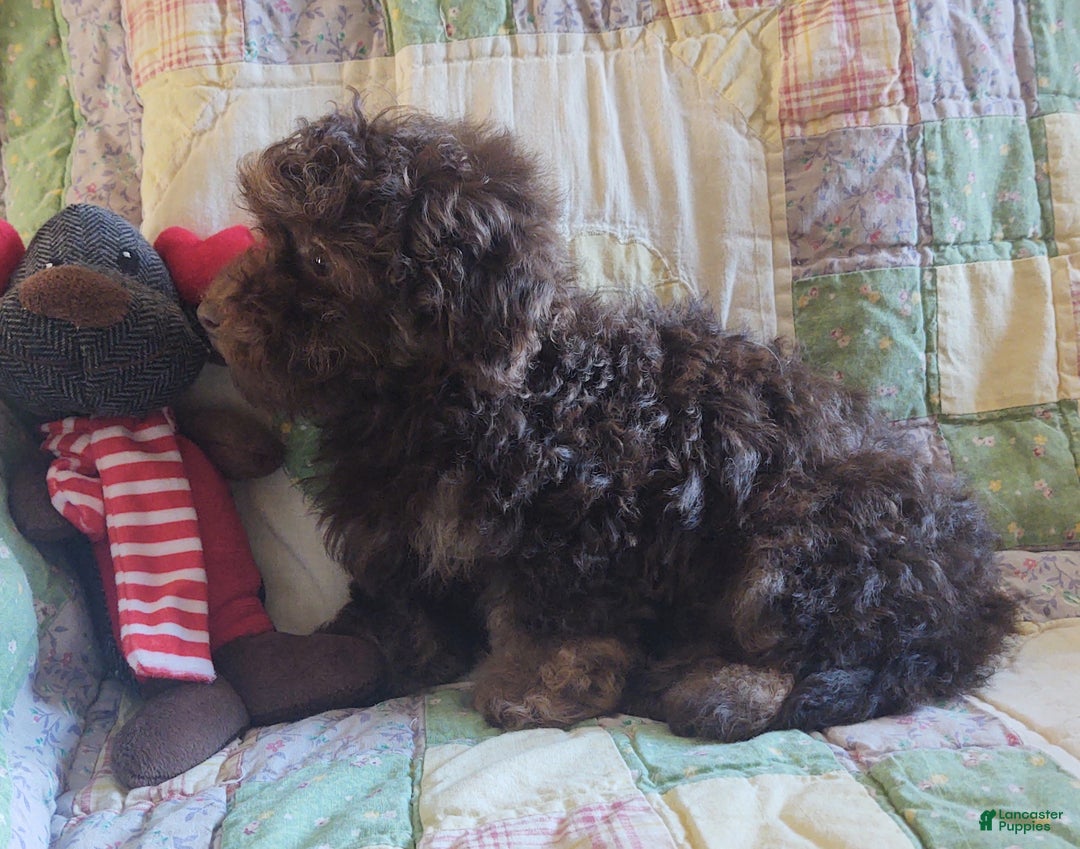 Maltipoo dogs for sale: Chocolate Joedirt  - Ad 9