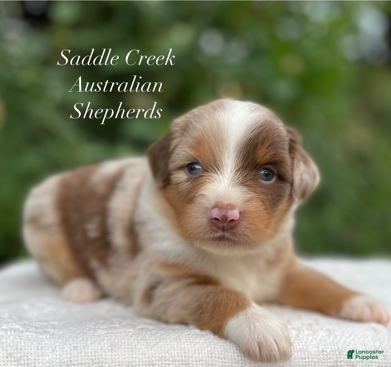 Australian Shepherd dogs Australian Shepherd 4 - Ad 1