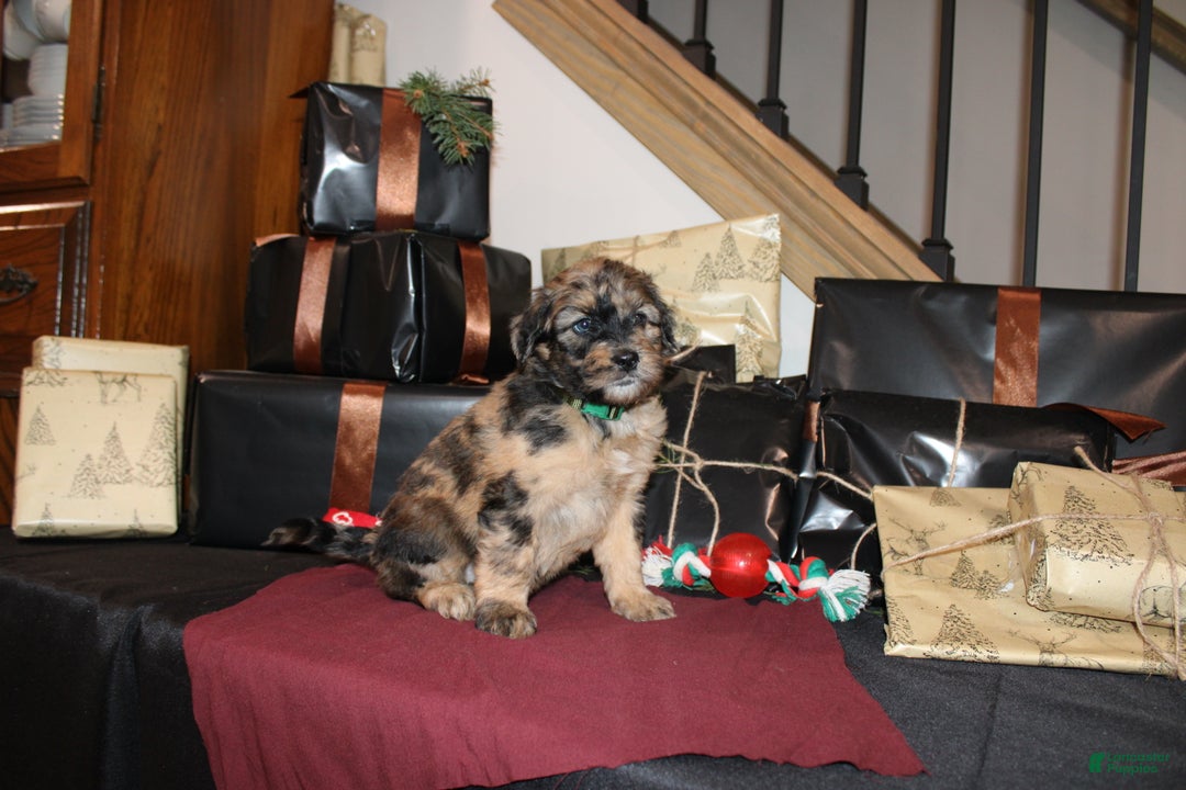 Whoodle dogs for sale: Lydia - Ad 4