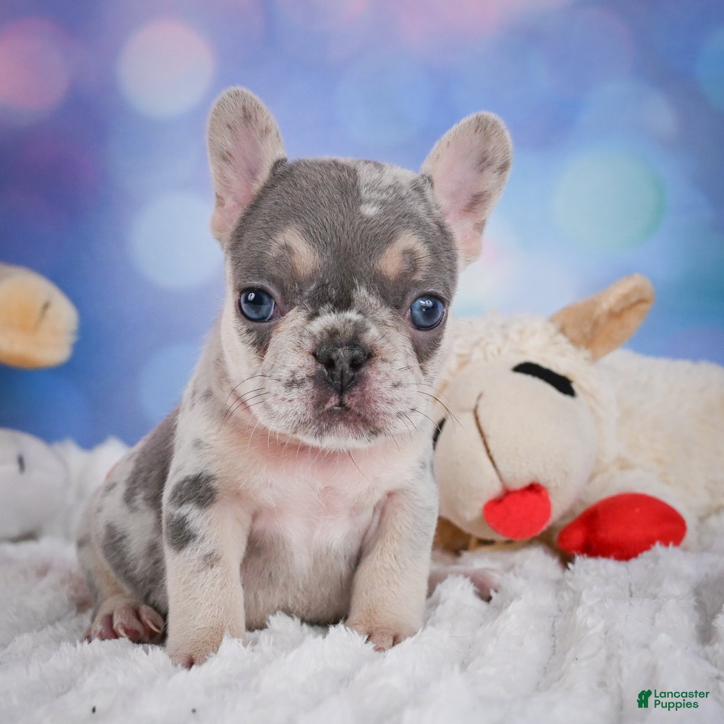 French Bulldog dogs for sale: Rose - Ad 3