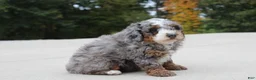 Mini Bernedoodle dogs for sale: Eddie  - Ad 3