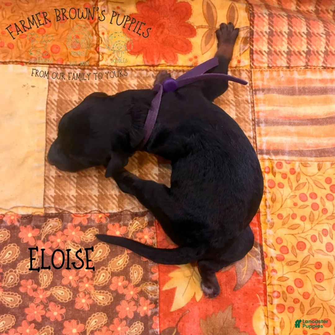 Mixed Breed dogs for sale: Eloise - Ad 2