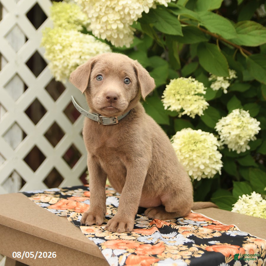 Labrador Retriever dogs Milly - Ad 2