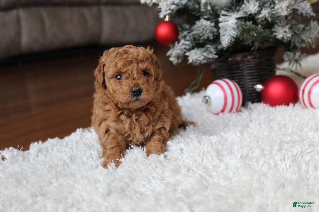 Toy Poodle dogs for sale: Camelia - Ad 7