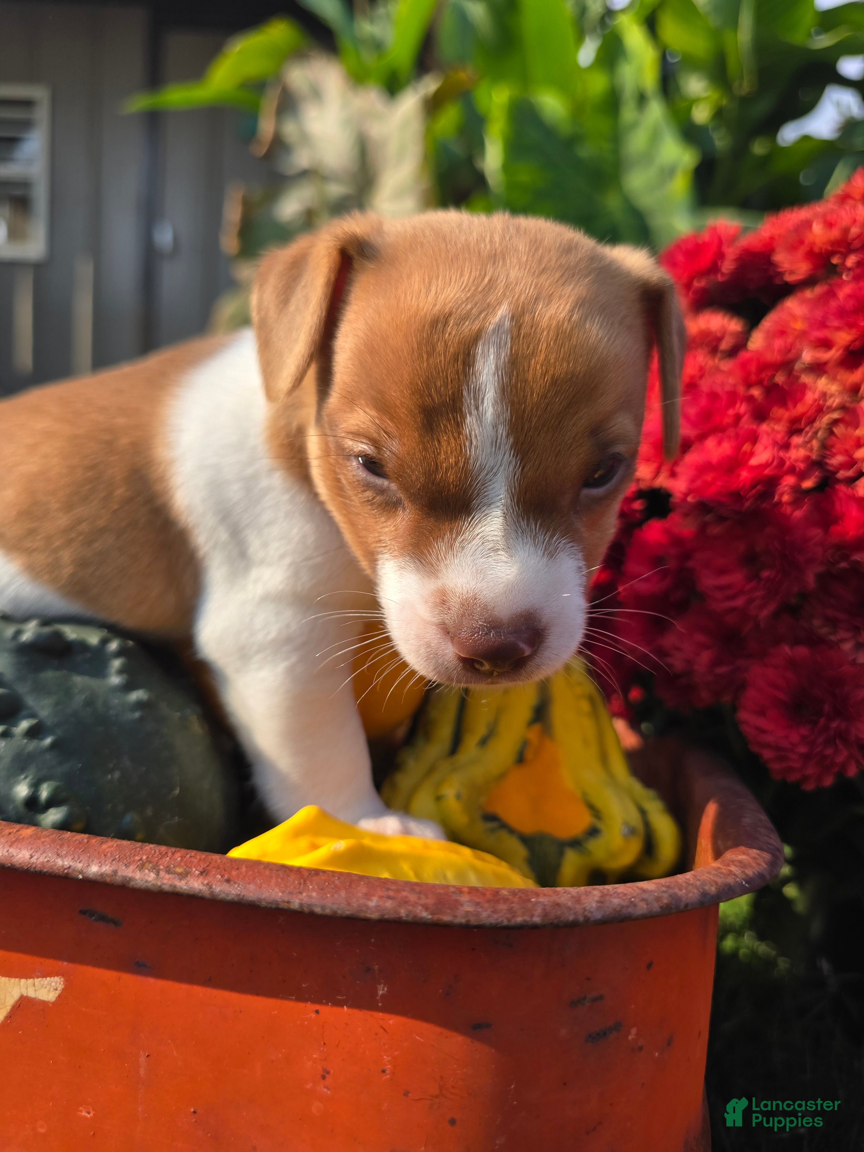 Jack Russell Terrier dogs Max - Ad 39