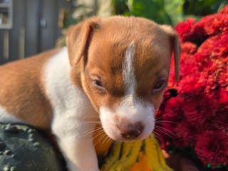 Jack Russell Terrier dogs Max - Ad 32