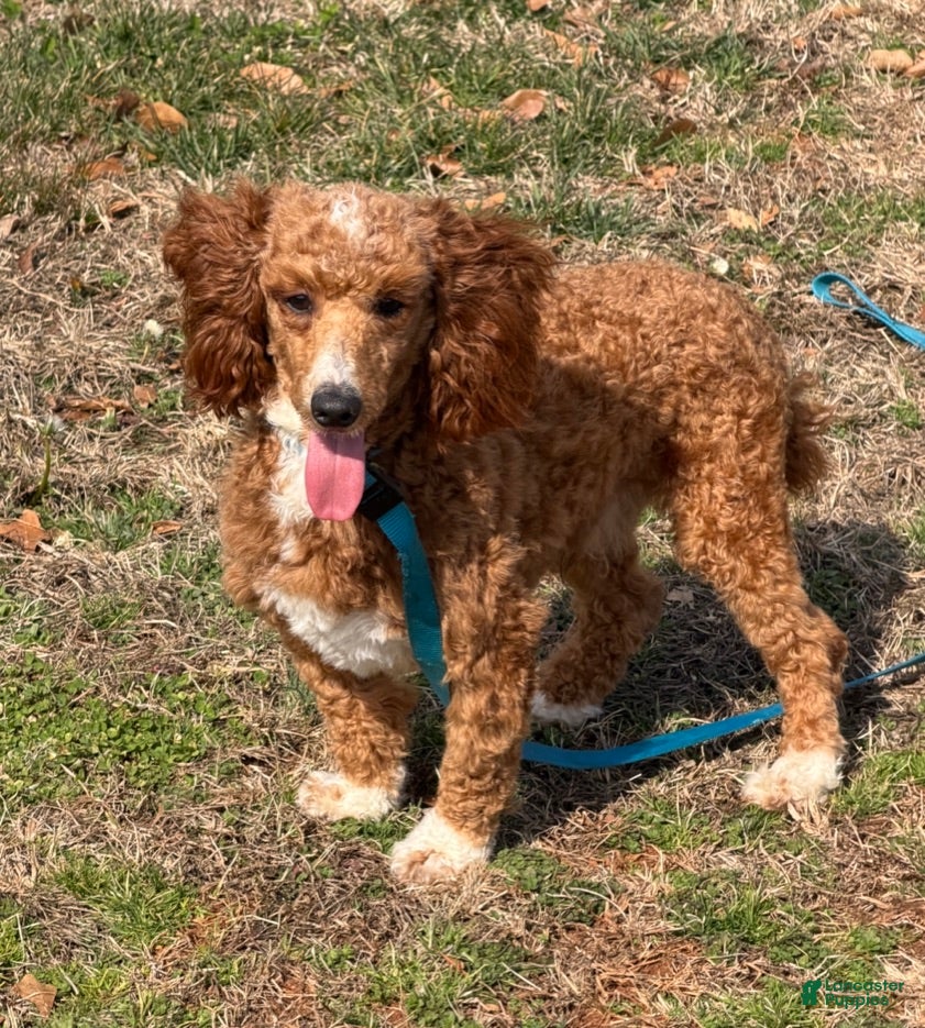 Miniature Poodle dogs Boomer - Ad 33