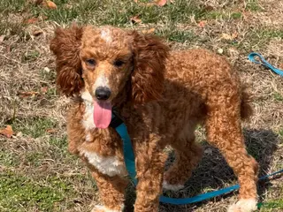 Miniature Poodle dogs Boomer - Ad 33