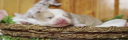 Pomsky dogs for sale: Merrick  - Ad 3