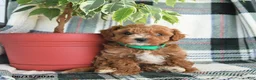 Cavapoo dogs for sale: Atlas - Ad 3
