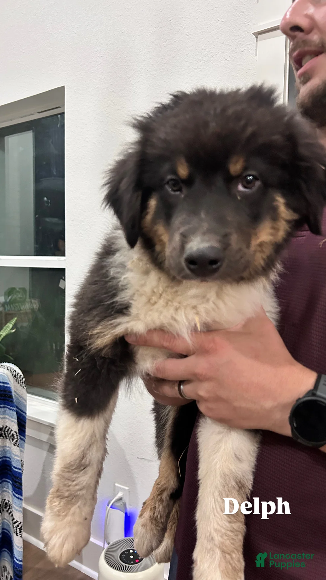 Australian Shepherd dogs for sale: Delph - Ad 1