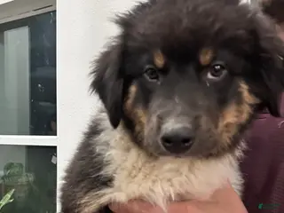 Australian Shepherd dogs Delph - Ad 17