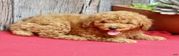 Miniature Poodle dogs for sale: Baxter - Ad 6
