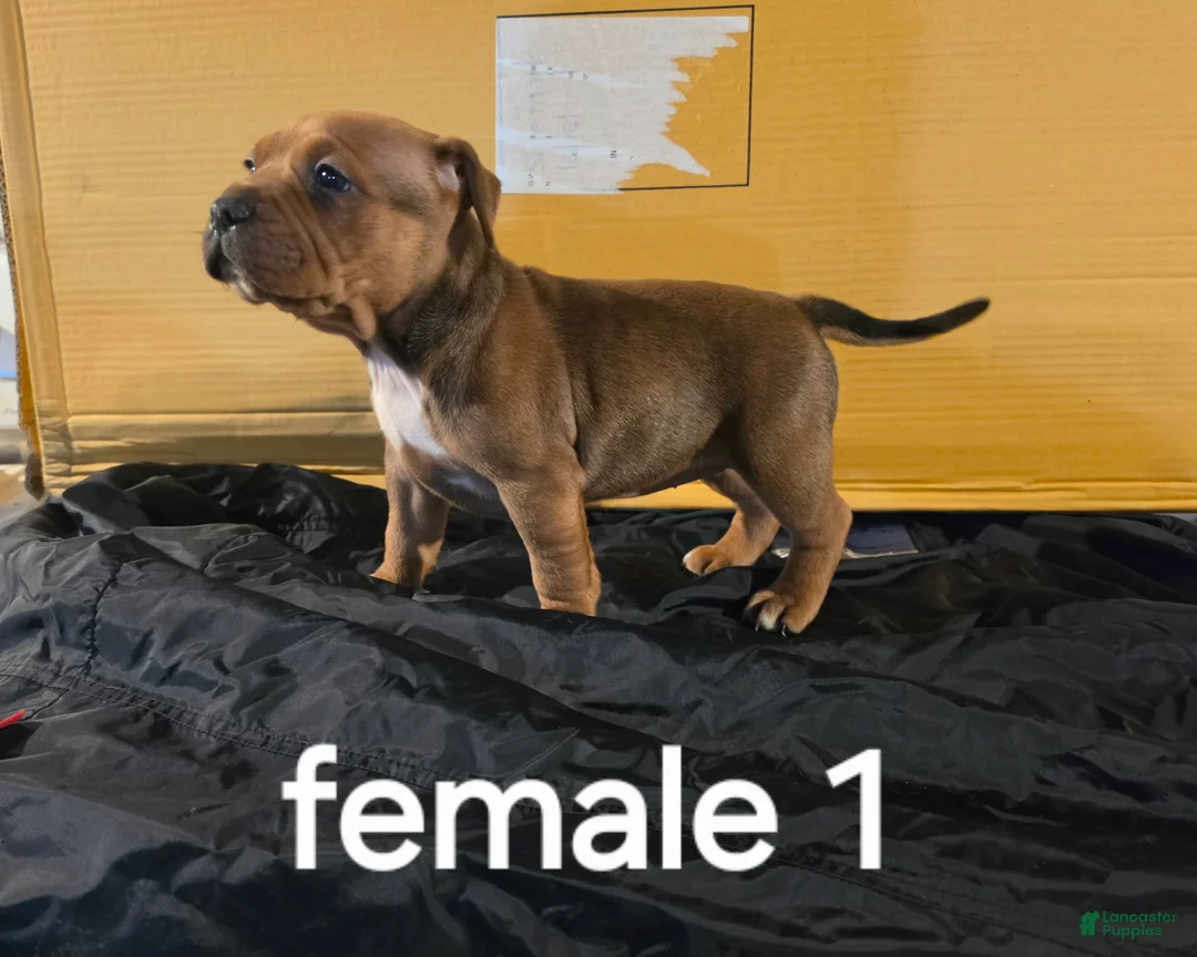 American Pit Bull Terrier dogs for sale: American Pit Bull Terrier 3 - Ad 1