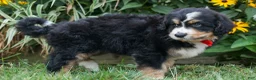 Bernedoodle dogs for sale:  Dylan 🐾 - Ad 6