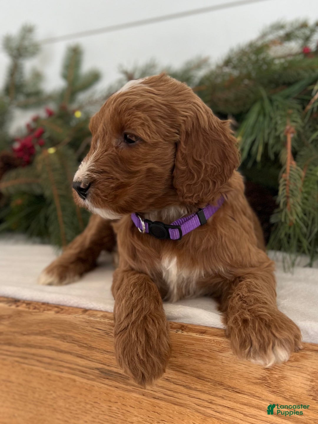 Irish Doodle dogs for sale: Aspen - Ad 5