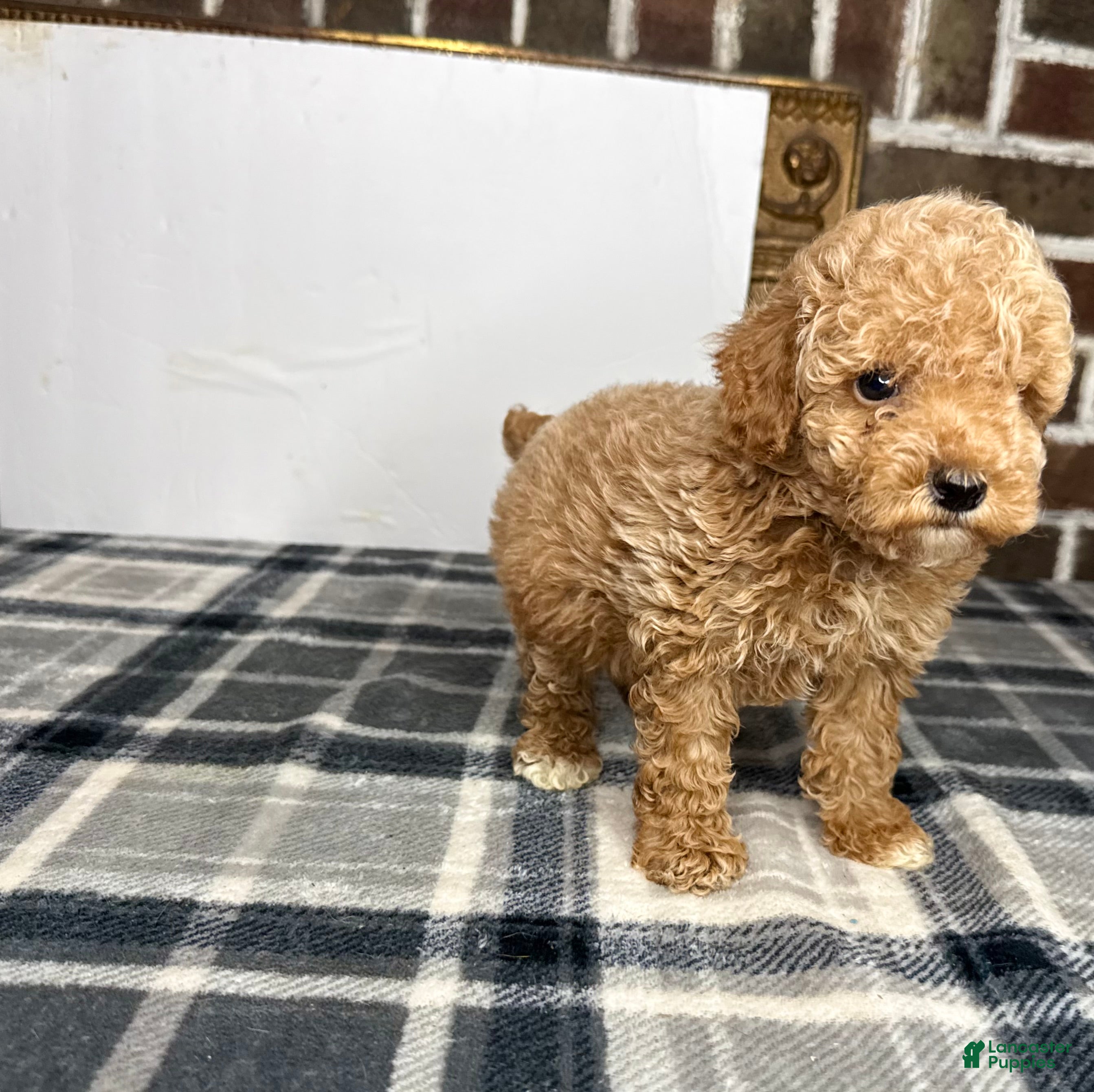 Toy Poodle dogs for sale: Biscuit - Ad 1