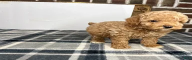 Biscuit