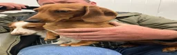 Miniature Dachshund dogs for sale: Fluffy  - Ad 3