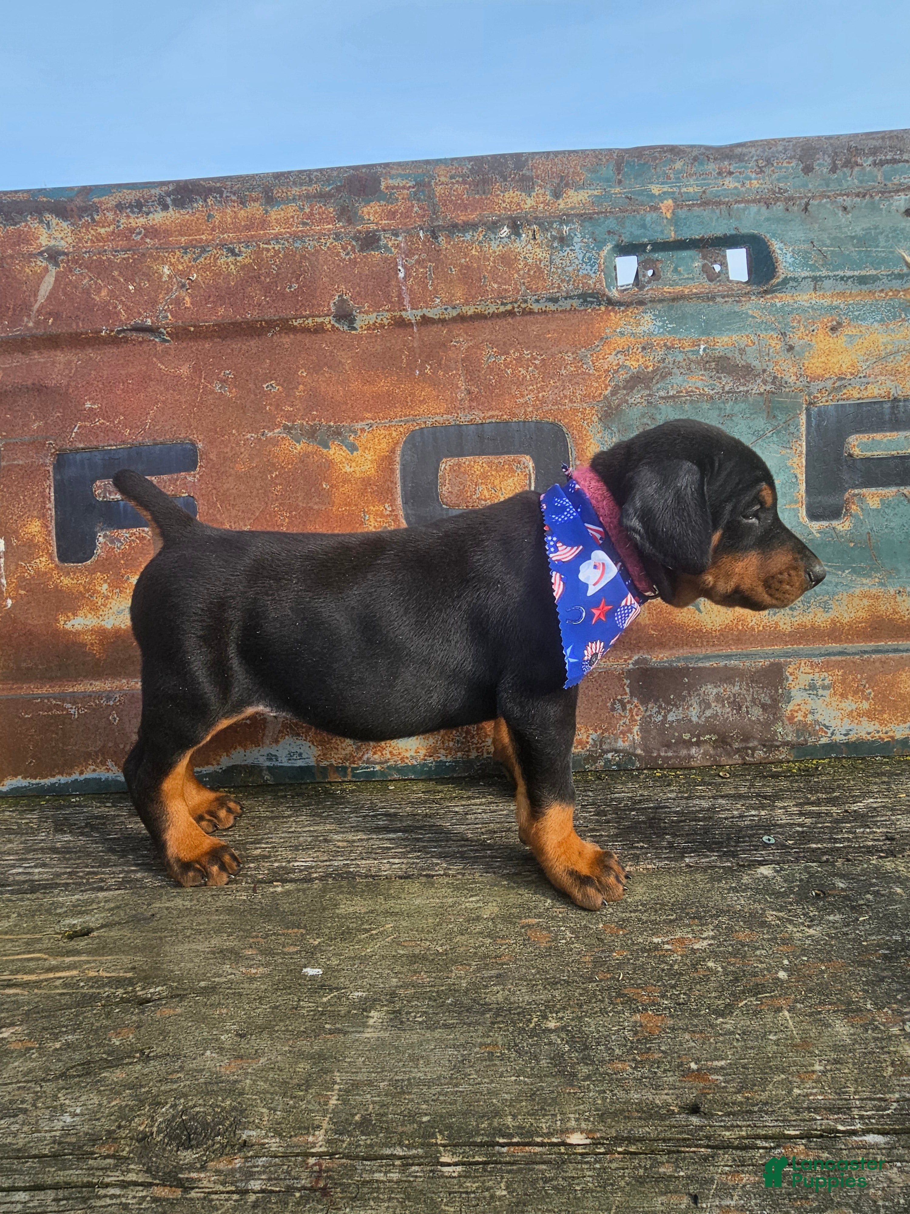 Doberman Pinscher dogs Bright Pink Collar Boy  - Ad 1