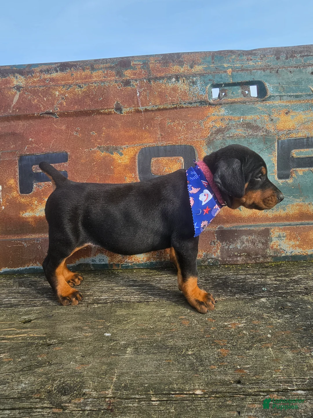 Doberman Pinscher dogs for sale: Bright Pink Collar Boy  - Ad 1