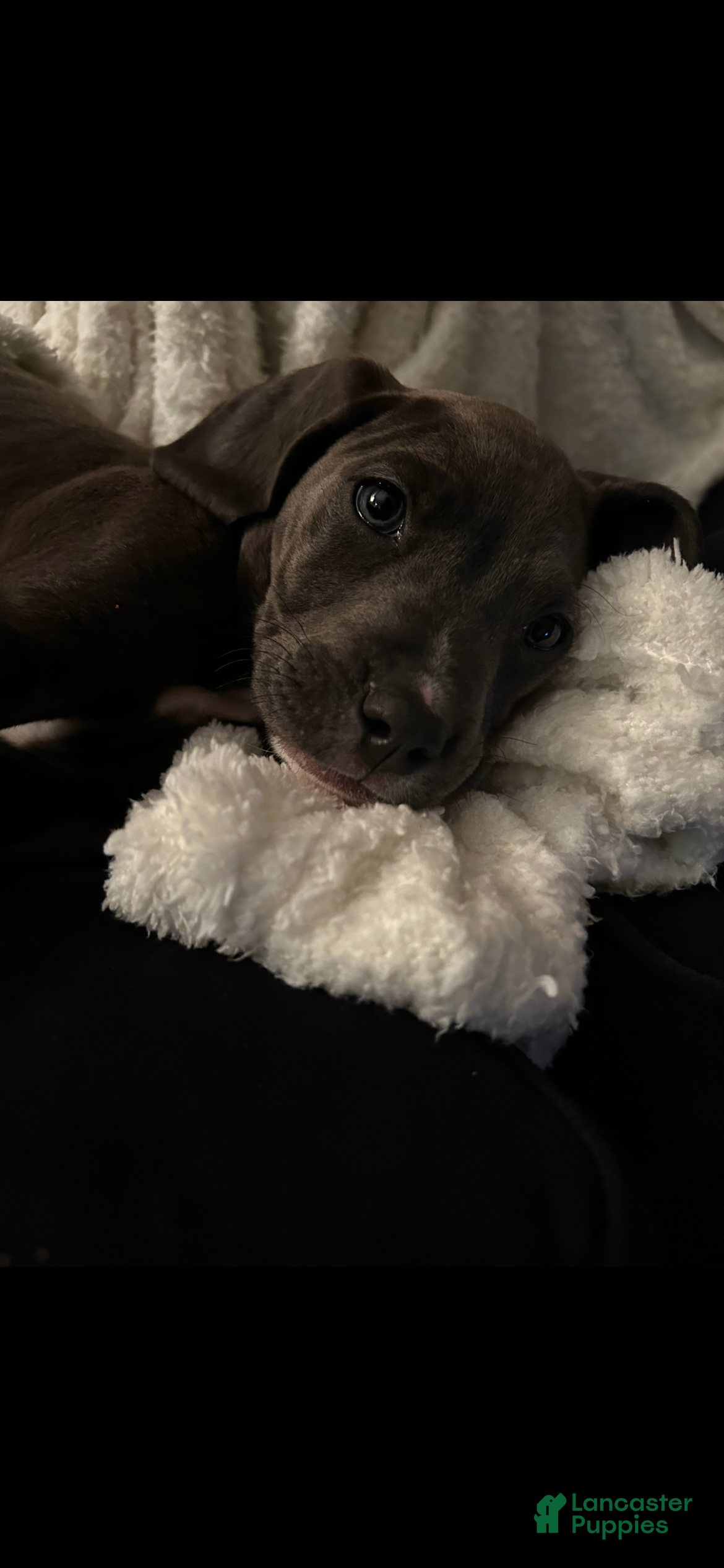 American Pit Bull Terrier dogs American Pit Bull Terrier Puppy 1 - Ad 1