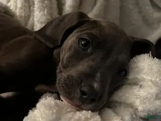 American Pit Bull Terrier dogs American Pit Bull Terrier Puppy 1 - Ad 1